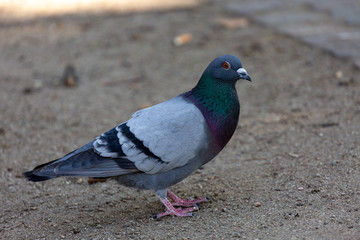 Pigeon waking on the grass in park
