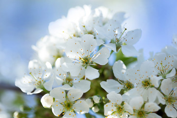white cherry blossom