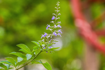 Close up white flower Vitex trifolia Linn or Indian Privet is herb in Thailand