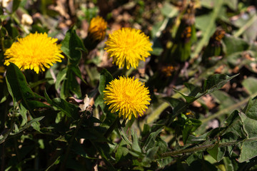 Blooming colorful flower in spring