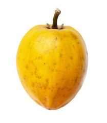 Ambarella isolated on a white background.