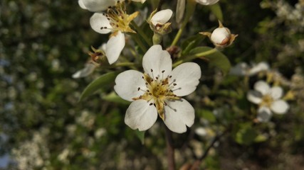 apple tree flowers