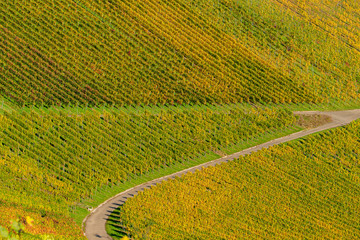Aerial view of the pattern of vineyards at Rotenberg, Stuttgart, Germany.