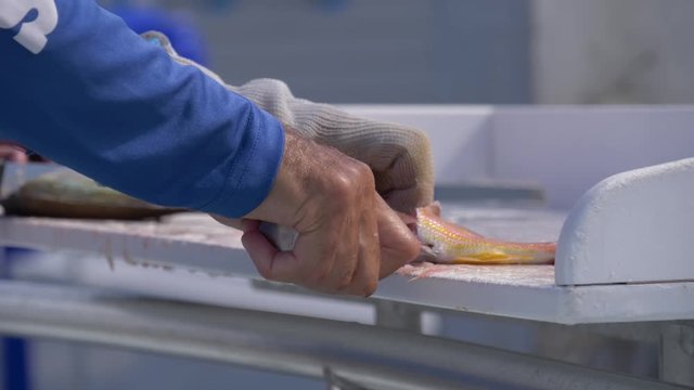 Cutting freshly caught fish in the port on a cutting table. Men's hands are cutting fish, close-up. Fisherman gutting fish and cutting fillet. Man Gutting, Cleaning Freshly Caught Wild Sea Bass.