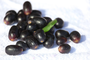 Blueberries in the tropics on a white cloth.
