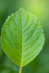 water drops on a leaf