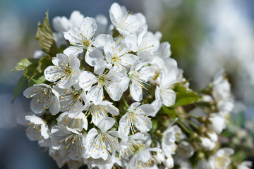 white cherry blossom