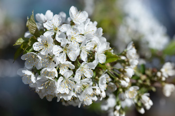 cherry tree flowers