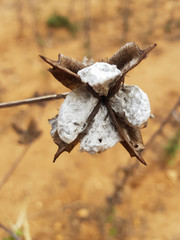 beautiful gossypium arboreum
