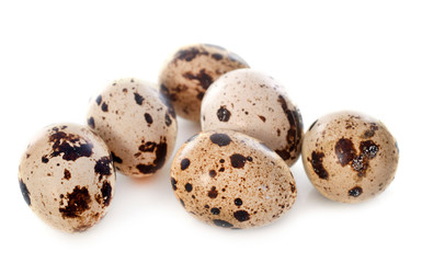 quail eggs in studio