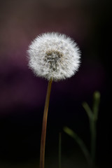 Fluffy white seed head blowball of dandelion flower (Taraxacum officinale), nature photography shallow depth of field