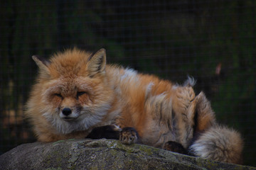 Fototapeta na wymiar A red fox (Vulpes Vulpes) wakes up on a cold winter morning at the Wyckoff Environmental Center. (Wyckoff, New Jersey)