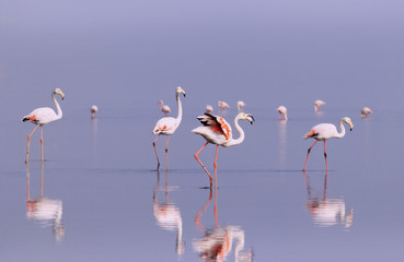 Fototapeta premium Group birds of pink african flamingos walking around the blue lagoon on a sunny day