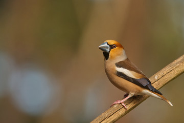 Fototapeta premium Sperber (Accipiter nisus)