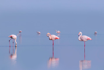 Group birds of pink african flamingos  walking around the blue lagoon on a sunny day
