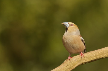 Sperber  (Accipiter nisus)