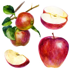 Watercolor illustration, set. Watercolor red apple, two apples on a branch with leaves, an apple slice and half an apple.