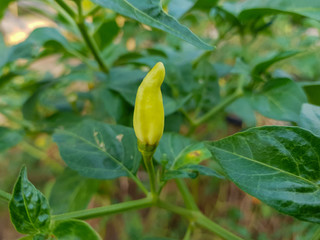 beautiful growing tabasco pepper in the field