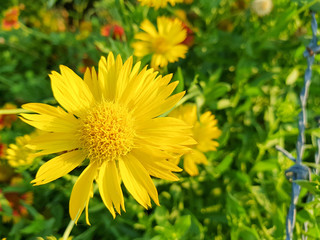 beautiful Indian Blanket (Gaillardia pulchella) Wildflowers in field