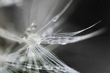 Abstract background from white fluffy dandelion with drops of water