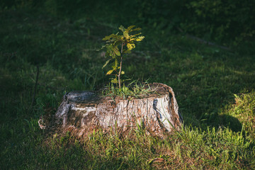 The green shoot of a young oak tree grows from the stump of a tree that was once cut down. The concept of overcoming and the idea that we should never give up