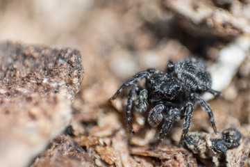 Black fluffy spider steed on bark of tree