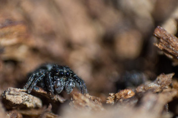 Black fluffy spider steed on bark of tree