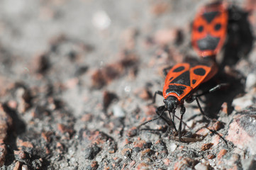 Beetle soldier or firebug in macro with blurred background. Eyes, head in focus and body in red and black colors with dots. Photo of macro world.