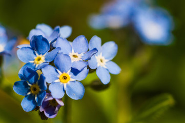Forget-me-not flower with blue petals and yellow center
