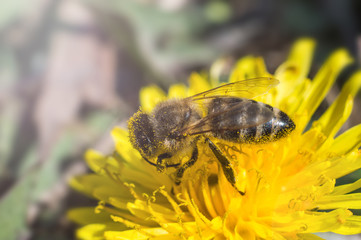 Fluffy bee in macro on a yellow dandelion
