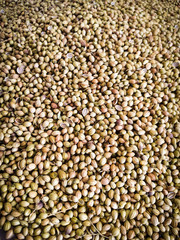 Dried coriander seeds. pile. Spice. condiment