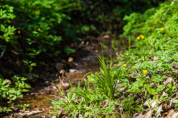 Green grass with yellow flowers by the stream