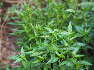 King of bitters scientific name Andrographis paniculata Burm, Wall. Ex Nees, Fah Talai jhon, Thai...
