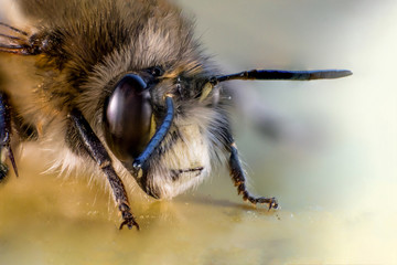 Head and face of bee in macro