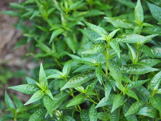 King of bitters scientific name Andrographis paniculata Burm, Wall. Ex Nees, Fah Talai jhon, Thai...