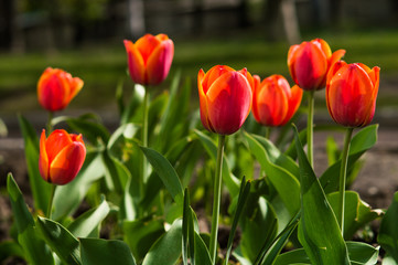 Tulips closeup with red an yellow petals and green leaves