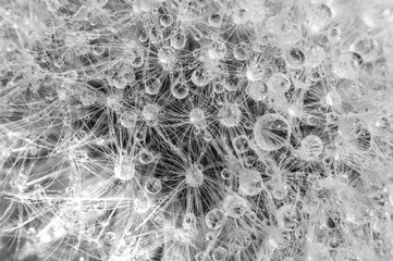 White fluffy dandelion with drops of water in macro