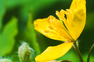 Fototapeta premium Yellow anemone in macro on green blurred background