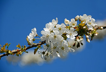 Kirschblüte im Alten Land