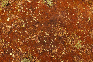  Background of red moss on concrete tiles with earth and vegetation.