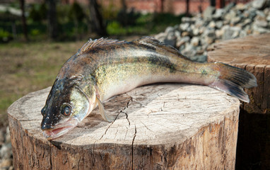 River fish pike lies on the street on a log. An open mouth shows teeth, floats, tail, eyes, lusk.