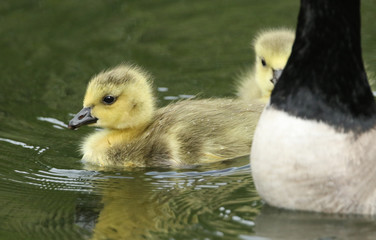 Two cute Canada Geese Goslings, Branta canadensis, swimming on a lake in spring.