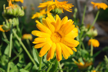 blooming flower head of Calendula officinalis, the pot marigold, ruddles, common marigold or Scotch marigold with raindrops, close up horizontal stock photo image background with copy space