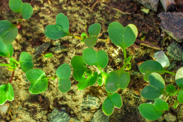Growing young leaves of radish in a home greenhouse close-up.