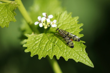 A female Scorpion fly, Panorpa communis, perching on the leaf of a flowering Garlic mustard plant in spingtime.