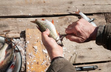 Closeup of a hand knife a fresh river roach. On fish, with a blade they remove the piece on the boards