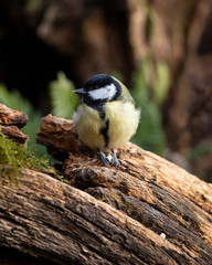 Colourful vibrant Great Tit bird Parus Major on branch in Spring sunshine in garden