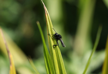 A St Mark's fly, Bibio marci, perching on a reed in springtime in the UK.