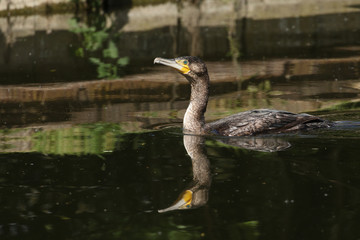 A hunting Cormorant, Phalacrocorax carbo, swimming on a river. Its reflection showing in the water.
