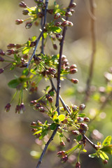 Cherry blossom buds on a branch in the garden